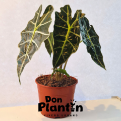 Alocasia Amazonica - Don Plantin