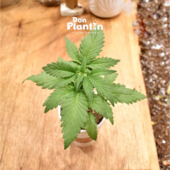 Plantín Cannabis ANANDA001 - Anandamida - comprar online