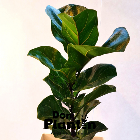 Ficus Pandurata (Lyrata)
