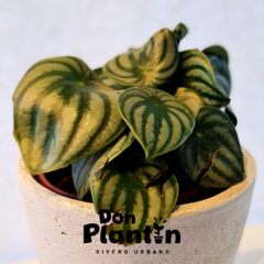 Peperomia Watermelon (Pep. sandía)