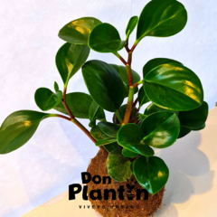 Kokedama Peperomia - Don Plantin