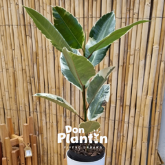 Gomero variegado (Ficus elastica)