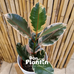 Gomero variegado (Ficus elastica) - comprar online