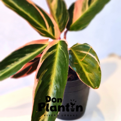 Calathea Triostar (Stromanthe) - Don Plantín