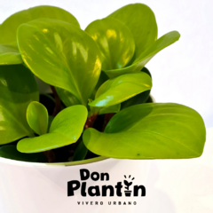 Peperomia Gold - comprar online