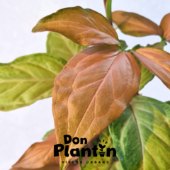 Singonio Rosado (Syngonium Regina Red) - comprar online