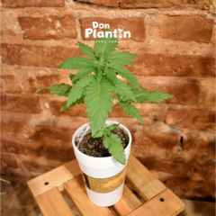 Plantín Cannabis ANANDA001 - Anandamida