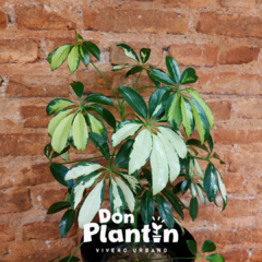 Aralia variegada (Schefflera arboricola) - comprar online