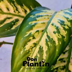 Diffenbachia Amoena (Tropic) - Don Plantín