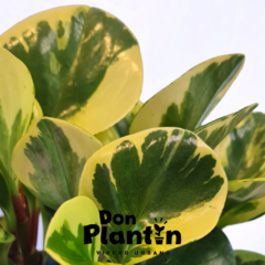 Peperomia variegada - Don Plantín