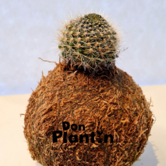 Kokedama cactus en internet