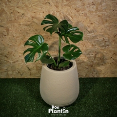 Monstera deliciosa (Costilla de Adan) - comprar online