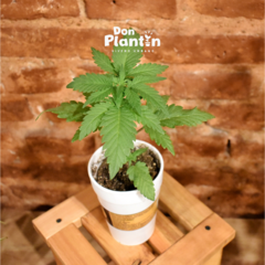 Plantín Cannabis ANANDA001 - Anandamida - tienda online