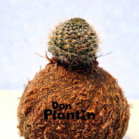 Kokedama cactus