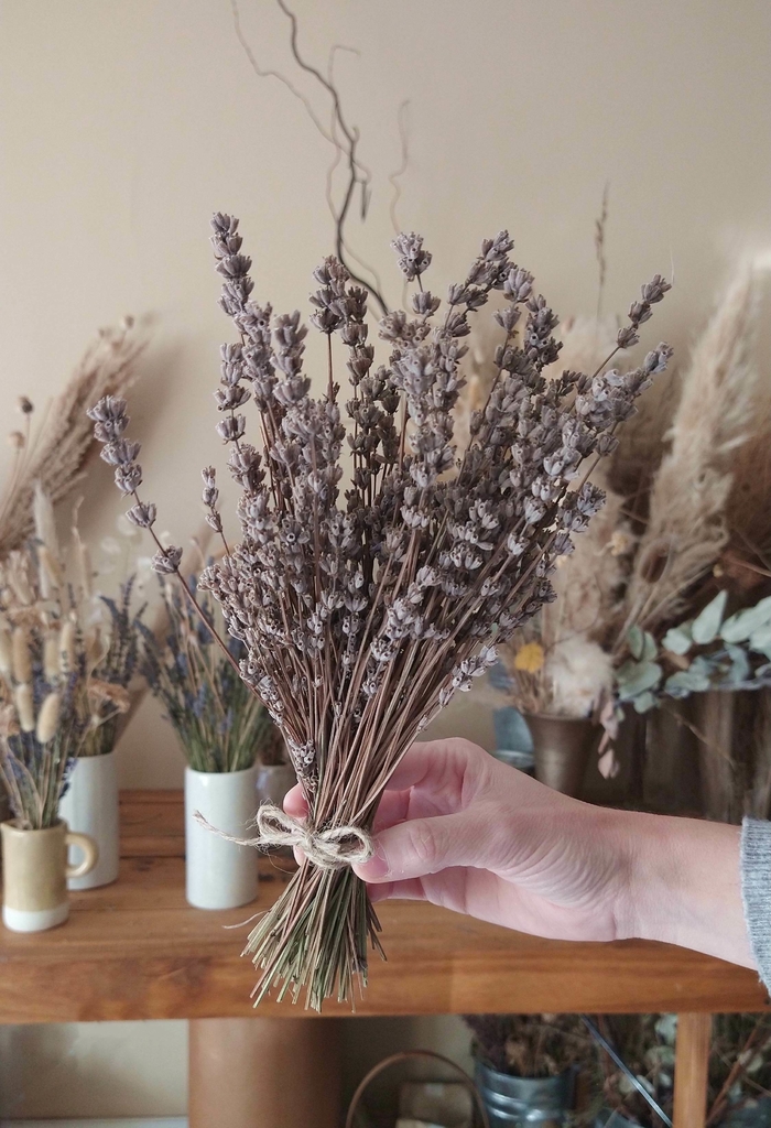 Ramo de lavanda, flores secas, Mar del Plata, Argentina