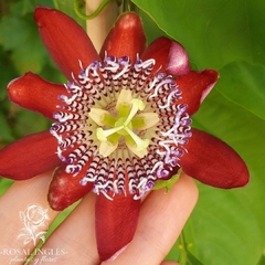 Passiflora alata- passionaria roja-planta de passionaria roja-passiflora, pasionaria o flor de la pasión- flor de la pasión, passiflora o pasionaria- enredadera pasiflora- maracuyá fruto- plantas de maracuyá- plantas enredaderas exóticas-Passiflora quadra