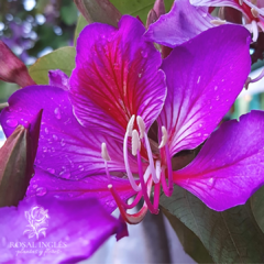 Pezuña de vaca- árbol pezuña de vaca- árbol de orquidea-Bauhinia forficata- árbol bauhinia-   Bahuinia sp- Árbol de las orquídeas - Pata de vaca-Pata de Vaca o pezuna de guey- Bauhinia variegata- árbol bauhinia variegata rosa- árbol de flor ornamental- ár