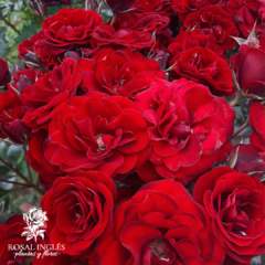 KORDES INTRIGUE- FLoribunda - comprar online