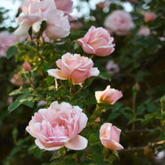 Rosal albertine- rosa albertina- rosal trepador albertine- Rosal escalador- rosa trepadora albertine- rosa escaladora albertina- rosas planta de rosales- climbing roses albertine- flor albertina- flor albertine- rosa albertin- Rosal Inglés- albertine- ven