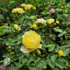 Comtesse du Barry - rosa comtesse du Barry- rosas inglesas amarillas- Rosal comtesse du Barry floribunda- rosales pequeños- rosa floribunda- rosa amarilla- flor de rosas amarillas claro- ramilletes de rosas amarillas-- plantas de rosas- venta de rosales a