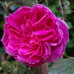 Parade rosa- Rosa treapdora Parade- Parade- rosa Parade- rosa trepadora Parade- climbing rose Parade- Rosal parade trepador- rosa trepadora fucsia- rosales floribundas-- climbing rose Parade- 