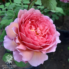 Princess alexandra of Kent- rosa princess alexandra of Kent- rosal Inglés princesa Alejandra- princess alexandra of Kent roses- David Austin roses- rosas inglesas- rosa princesa alexandra of Kent- rosales- plantas de rosas- venta de rosales ingleses- flor