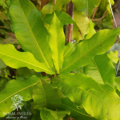 Petrea volubilis Planta- Petrea volubilis, Machiguá o Flor de Santa Lucía - enredadera perennifolia-enredadera muy ornamental para jardines- enredaderasEnredaderas- enredadera con flores- plantas trepadoras- plantas para pergolas- jardín y diseño- plantas