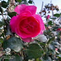 Parade- rosa parade- climbing rose parade- Rosal trepador fucsia-rosa trepadora parade- Rosal ingles 