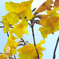 Lapacho amarillo- árbol de lapacho amarillo- lapacho- flor de lapcho amarillo- lapachillo- Handroanthus albus- árboles de lapacho- lapacho en flor- venta de lapachos adultos-  