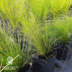 STIPA- gramíneas