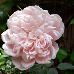 Albertine- rosa albertina- Rosal albertine- climbing roses albertine- Rosa 'albertine' - Albertine-rosa antigua-rosal albertine-venta de rosas -rosal albertine-albertin-rosales antiguo- climbing roses albertine- wichurana-rosales antiguos- venta de rosale