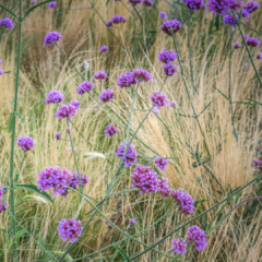 Verbena Bonariensis