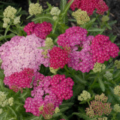 ACHILLEA ROSADA en internet