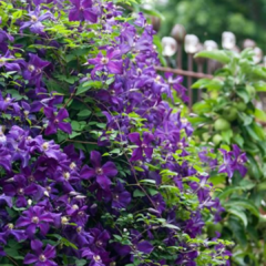 CLEMATIS Jackmanii