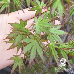 ACER PALMATUM JAPONES - comprar online