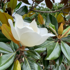 MAGNOLIA GRANDIFLORA