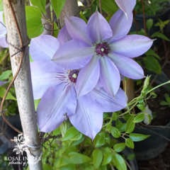 CLEMATIS var Sieboldii - comprar online