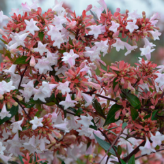 ABELIA GRANDIFLORA