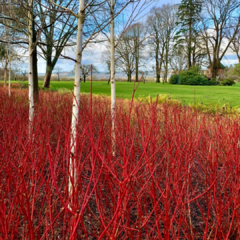 CORNUS SANGUINEA