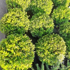 BUXUS BOCHA - comprar online