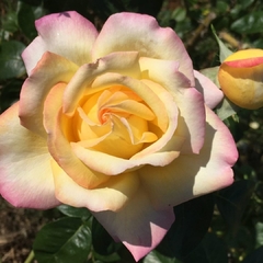 Peace- rosa peace- rosal gloria dei- madame Meilland- rosa de la Paz Rosal trepador amarillo con bordes rosas- rosales matizados- rosas amarillas- rosal hibrido de té- rosas de La Paz fotos- rosales de meillandMeilland- gloria dei meilland- peace meilland