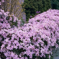 Clematis Montana- plantas de clematis montana rubens- clematide montana rubens- clematis rosa- Clematis montana 'Rubens'-Clematide 'Montana Rubens- enredadera floral- clematis rosas'-  clematis rosas- flores clematis- clematis rosada- enredadera floribund