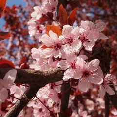 PRUNUS CERASIFERA 'PISSARDII'-CIRUELO DE JARDIN-Ciruelo rojo, ciruelo japonés, prunus pisardi-  Ciruelo rojo, Cerezo de Pissard, Ciruelo de Japón, Ciruelo japonés, Ciruelo mirobolán, Ciruelo mirobolano, Prunus pisardi, Ciruelo pissardi, Pisardi, Cerezo de