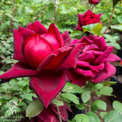 Papa meilland- rosa papa Meilland- rosales rojo terciopelo- rosales fragantes- rosales bordo- rosa terciopelo- rosa negra- rosas muy perfumadas-- rosas antiguas- rosales híbridos de té- variedades de rosas- rosas rojas de corte- rosas para media sombra