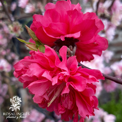 PRUNUS PERSICA RED - comprar online