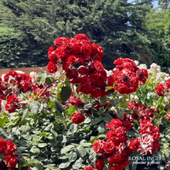 EUROPEANA- Floribunda