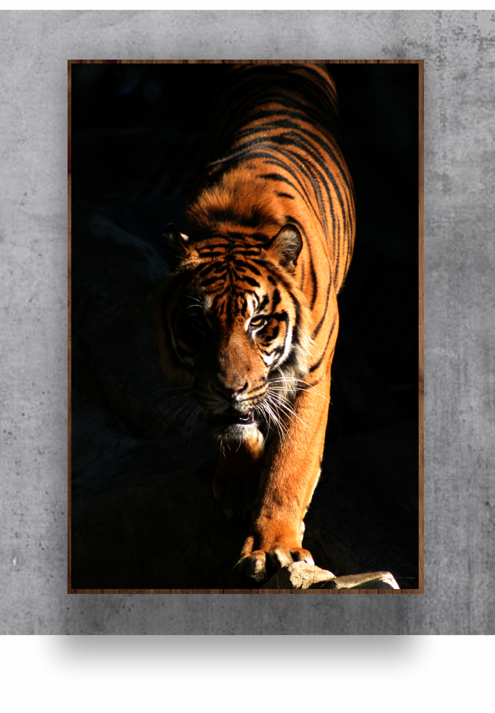 Quadro Tigre Imponente (2)