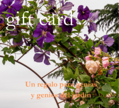 Gift Card $100.000