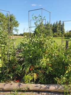 Imagen de Tomatera - Sin pintar