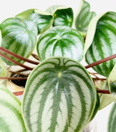 Peperomia Watermelon